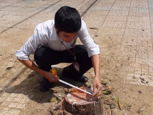 Thuê người chặt phá cây xanh trước mặt tiền nhà