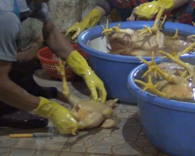 Cơ sở giết mổ gà lậu.