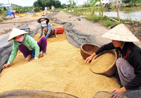 Nông dân phấn khởi khi được hưởng lợi từ chính sách thu mua tạm trữ. Nông dân phấn khởi khi được hưởng lợi từ chính sách thu mua tạm trữ.