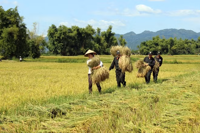 Các chiến sĩ Tiểu đoàn Cảnh sát cơ động Công an tỉnh Điện Biên giúp bà con nhân dân xã Thanh Hưng, huyện Điện Biên thu hoạch lúa mùa.