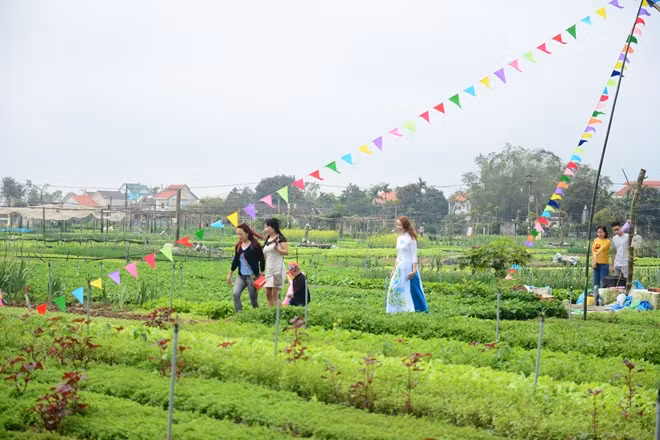 Làng rau truyền thống Trà Quế thuộc xã Cẩm Hà, thị xã Hội An (Quảng Nam). Rau xanh Trà Quế nổi tiếng từ rất lâu với nhiều sản phẩm rau được trồng trên đất đai màu mỡ, bón bằng loại rong lấy từ sông Cổ Cò nên có hương vị đặc trưng riêng.