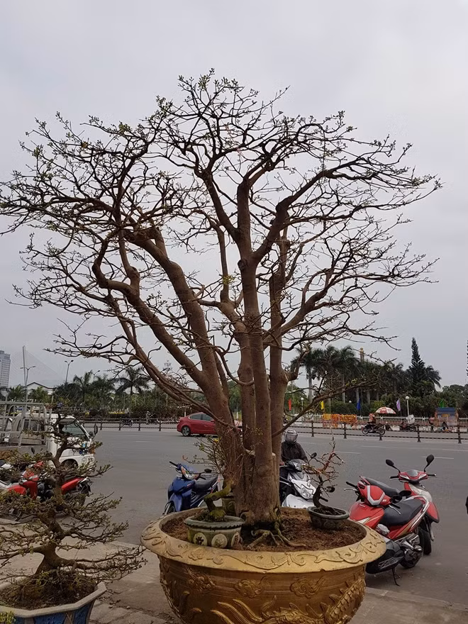 Cận cảnh cây mai cổ thụ trên 100 tuổi trị giá trên 2 tỉ đồng được trưng bày tại Chợ hoa xuân Đà Nẵng
