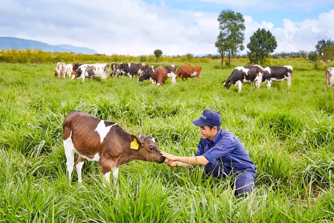 Đàn bò organic của Vinamilk tại trang trại Đà Lạt