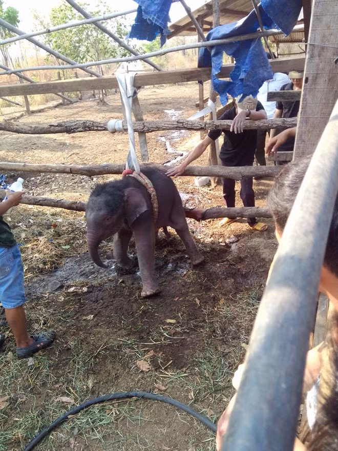 Chú voi con được cứu sống khi rơi xuống giếng sâu hơn 3 mét.