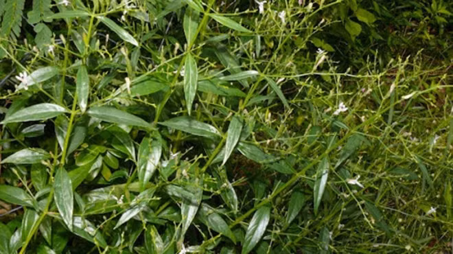 Cây thuốc xuyên tâm liên.