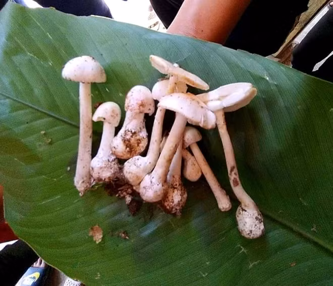 Loại nấm cực độc mà cả nhà anh Líu ăn phải (Ảnh: Mai Thanh)