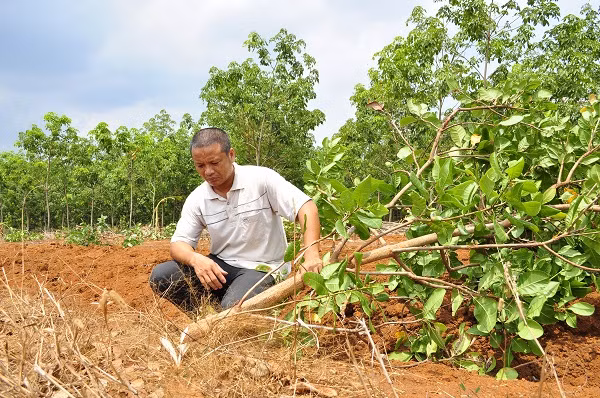 Anh Vũ Đại Vương, ấp 3, xã Thừa Đức (huyện Cẩm Mỹ) thẫn thờ bên những gốc điều bị chặt phá. Ảnh: Báo Đồng Nai.