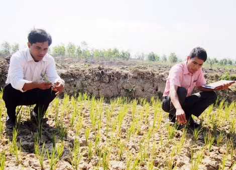 Lúa nước ở vùng Lìa, Hướng Hóa khô quắt vì hạn.