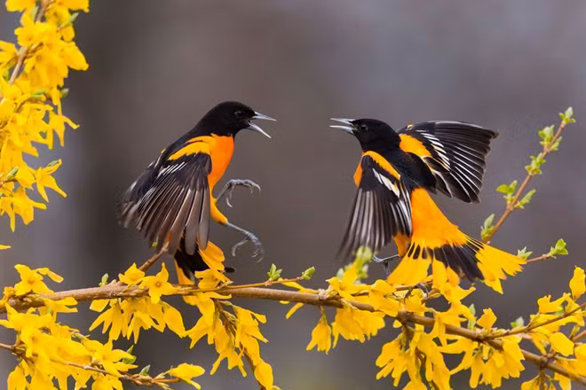 Loài chim được ví là "câu lạc bộ tỷ dân". Ảnh: iStock.