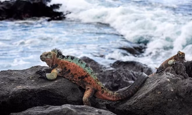Galápagos thuộc hệ thống dự trữ sinh quyển thế giới. Ảnh: GWC.
