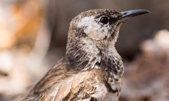 Loài chim sẻ Darwin trên quần đảo Galápagos. Ảnh: GWC.