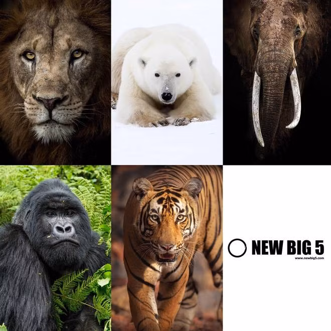 Danh sách "Big 5" thế hệ mới, các đại sứ động vật hoang dã toàn cầu được công chúng bình chọn. Ảnh: The Hindu.