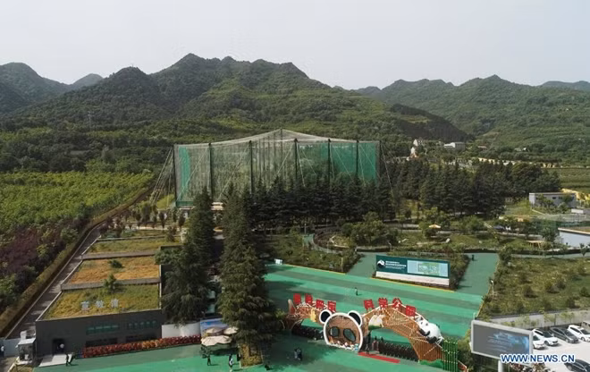 Chú gấu trúc nâu khổng lồ với biệt danh Qi Zai được nuôi tại một công viên khoa học rộng 28 hecta, thuộc khu bảo tồn thiên nhiên quốc gia ở huyện Châu Chí, tỉnh Thiểm Tây, Tây Bắc Trung Quốc.