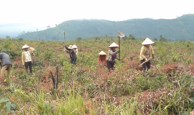 Việc sắp xếp, đổi mới các Công ty nông lâm nghiệp còn chậm