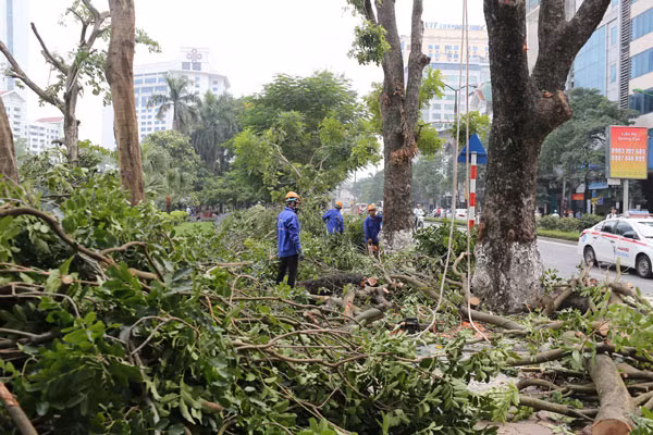 Hà Nội sẽ tiếp tục đánh chuyển, chặt hạ 130 cây xanh trên đường Kim Mã phục vụ đường sắt đô thị