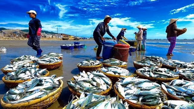 Thủ tướng quyết định hỗ trợ gần 1.784 tỷ đồng cho 4 tỉnh bị thiệt hại do sự cố môi trường biển (ảnh minh hoạt)