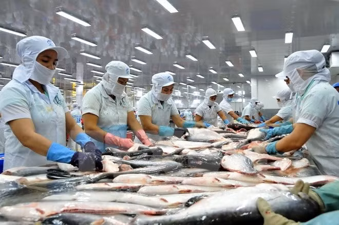 Xuất khẩu cá tra đi Mỹ và EU giảm mạnh