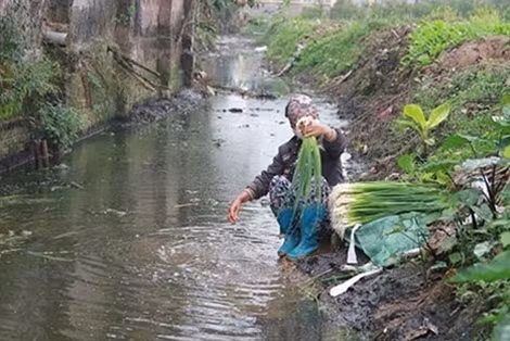Người dân rửa rau ở rãnh nước thải phân, nước thải sinh hoạt, bốc mùi hôi thối và đầy rẫy bọ gậy ở xã Yên Hòa – Yên Mỹ - Hưng Yên.