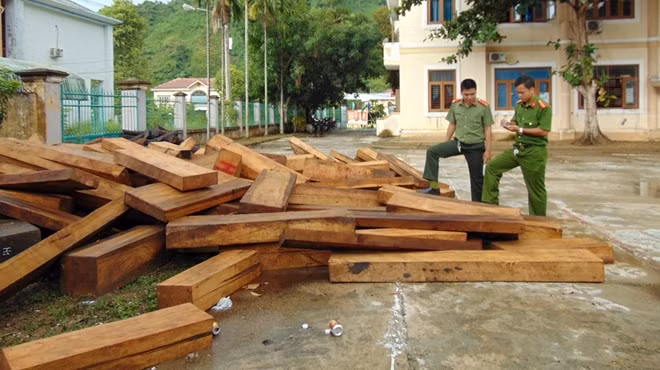 Đến nay, Công an huyện Nam Giang đã tạm giữ 591 phách gỗ pơ mu, 8 bi gỗ pơ mu, 3 phách gỗ giỗi với tổng khối lượng gần 45m3.
