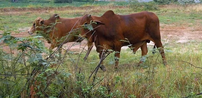 Trong lúc chăn bò ngoài đồng, cháu Y. bị một gã thanh niên lạ mặt chích điện vào người.