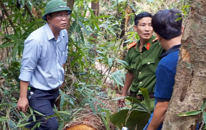 Phó Chủ tịch UBND tỉnh Quảng Nam, ông Lê Trí Thanh vừa có chuyến khảo sát thực tế tại hiện trường vụ phá rừng pơmu.