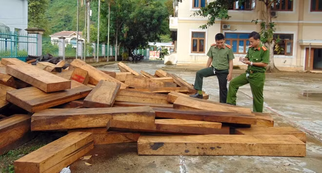 Công an tỉnh Quảng Nam đã nỗ lực, tích cực vào cuộc điều tra vụ phá rừng pơ mu thời gian qua và bước đầu đã làm rõ nhiều đối tượng có liên quan đến vụ án.