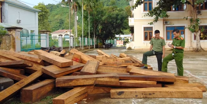 Theo dự kiến, giữa tháng 9 này sẽ kết thúc điều tra vụ phá rừng pơ mu tại xã La Dêê, huyện Nam Giang.
