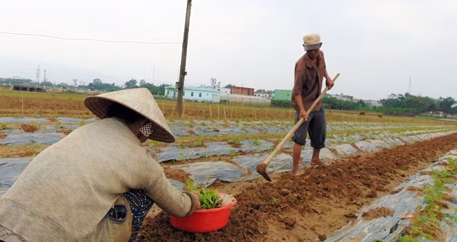 Dù đã gần 70 tuổi, song đôi vợ chồng này cũng cố tranh thủ lúc tạnh mưa ra đồng để gieo cấy vụ mùa mới mong cho kịp bán Tết.