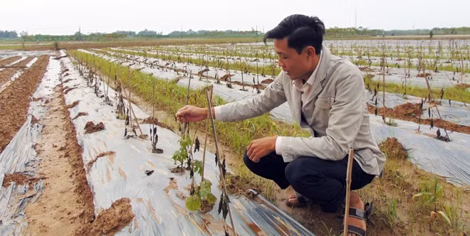 Để hỗ trợ các địa phương khắc phục hậu quả do mưa, ngập lụt gây ra, tỉnh Quảng Nam đã đề nghị Ban Chỉ đạo Trung ương về phòng, chống thiên tai và các Bộ, ngành Trung ương quan tâm, hỗ trợ 5 tấn ngô giống, 150 tấn lạc, 10 tấn đậu cove giống để phục vụ sản xuất.