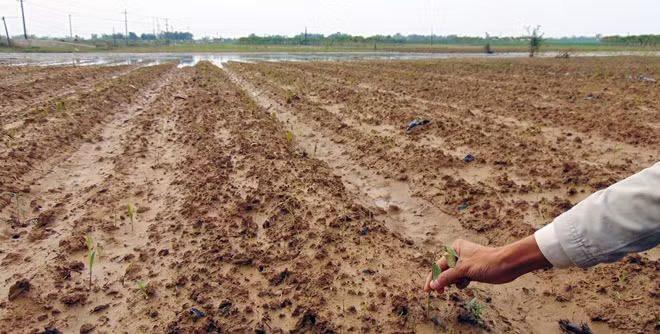Một cây ớt may mắn "thoát chết" sau đợt mưa lũ!?