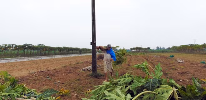 Ông Trần Văn Mai, Chủ tịch UBND huyện Đại Lộc, cho biết ngành Nông nghiệp của huyện bị thiệt hại nặng nề do đợt mưa lũ vừa qua. Theo thống kê, hơn 1.000ha diện tích cây màu, rau, quả các loại đã bị hư hại, ước tính thiệt hại gần 13 tỷ đồng. Trong ảnh: Nông dân Quảng Nam ngậm ngùi nhổ bỏ đu đủ để tranh thủ lấy đất gieo trồng mùa vụ mới.