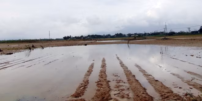Đây là những gì còn lại sau lũ chồng lũ ở cánh đồng hoa màu Bàu Tròn. Nước ngập úng, đất nhão nhoẹt còn cây giống thì chết úa.