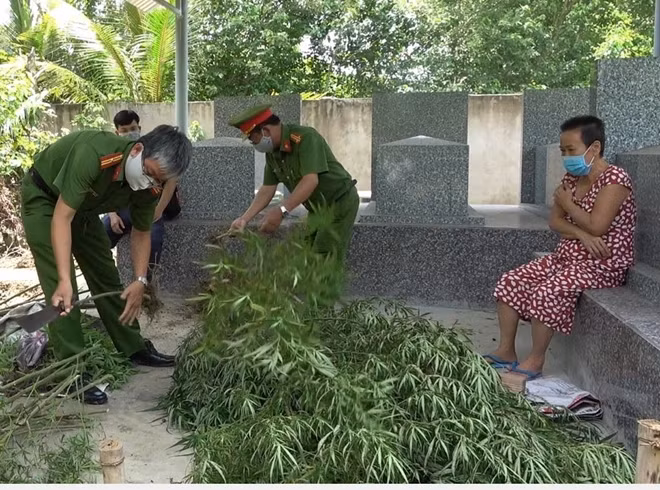 Bà Hằng cùng số cần sa được phát hiện.