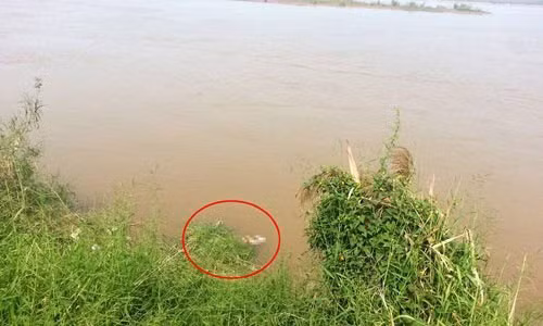 Phát hiện thi thể người đàn ông có nhiều vết thương nổi trên sông Hồng ảnh 1