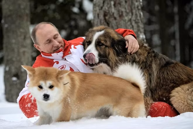 Một hình ảnh rất đời thường của ông Putin được ghi lại vào tháng 3-2013. Ông Putin chơi với những chú chó của mình là Buffy và Yume ở Novo-Ogariovo. Được biết, ông Putin rất yêu và đam mê tìm hiểu về loài động vật trung thành này. Đặc biệt, ông thường thích những giống chó to khỏe. Ảnh: Getty Images.