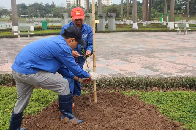 Những cây hoa anh đào sau đó sẽ được các công nhân của Công viên Hòa Bình chăm sóc. Được biết, Công viên Hòa Bình hiện đang sở hữu tới hơn 1.700 cây hoa anh đào do Nhật Bản trao tặng TP Hà Nội.