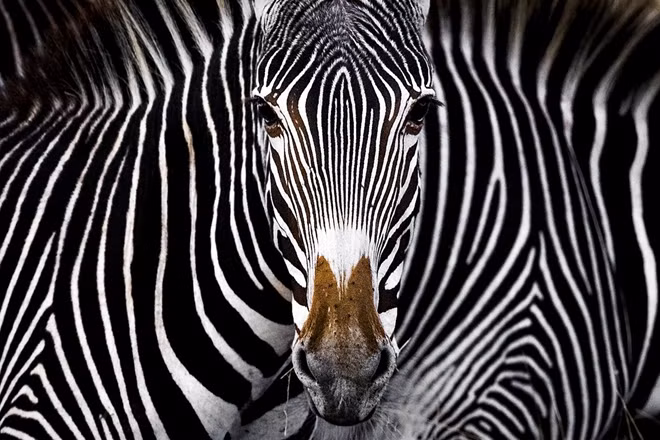 Tác giả Yaron Schimid với tác phẩm ngựa vằn Grevy đạt giải ba chung cuộc. Anh Yaron Schimid chia sẻ, chính anh cũng không thể ngờ sẽ bắt được khoảnh khắc chú ngựa vằn nhìn thẳng vào ống kính.