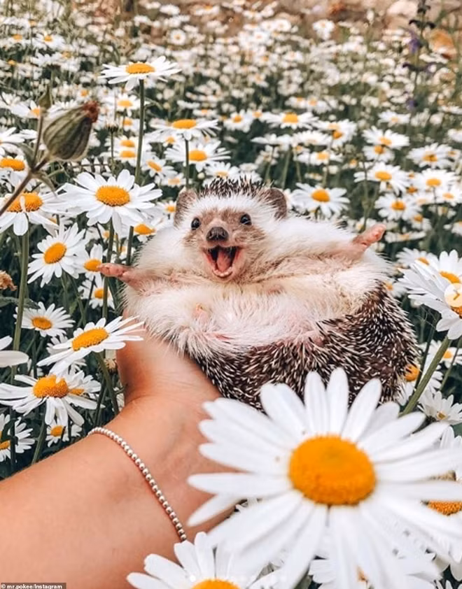 Herbee được Taliatha cho "lên sóng" sau khi chú nhím già Mr. Pokee của cô qua đời hồi đầu năm nay.