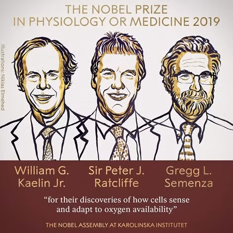 Nobel Y sinh 2019 cung cấp chìa khoá then chốt giúp tạo ra các mô mới 