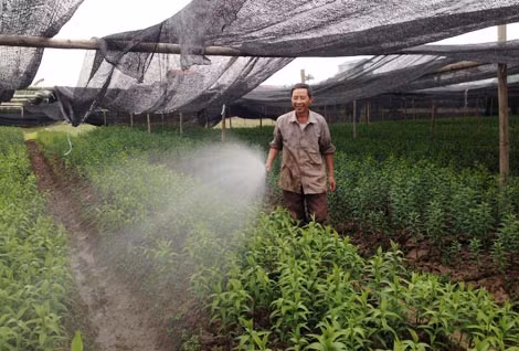 Anh Tân đang chăm sóc vườn hoa ly. Anh Tân đang chăm sóc vườn hoa ly.