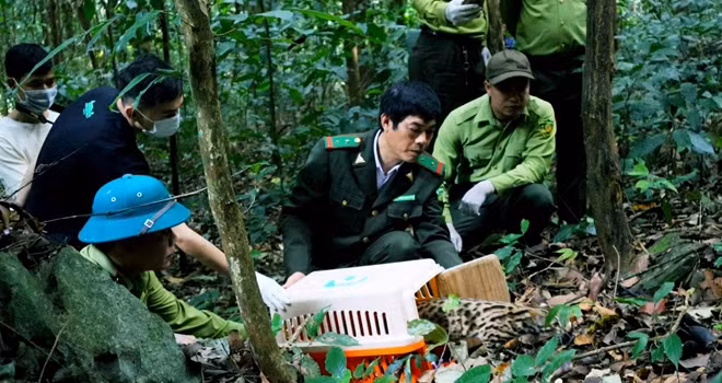 Thả động vật hoang dã sau cứu hộ tại Vườn Quốc gia Cúc Phương