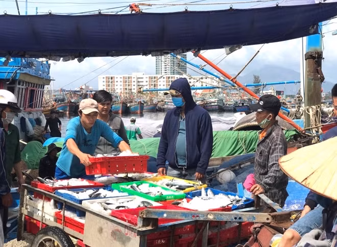 Hải sản tươi được ngư dân vận chuyển lên bờ cung cấp cho thị trường Tết.