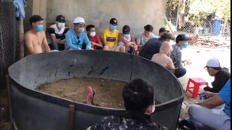 Phá trường gà, 1 con bạc dương tính với SARS-CoV-2 ảnh 3