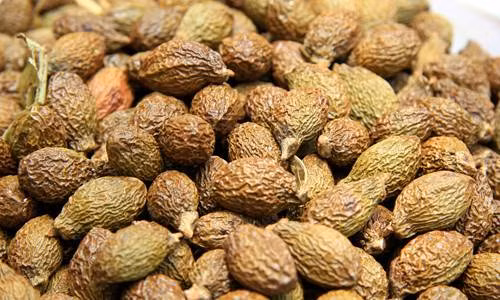 Những ngày gần đây, rừng Ươi chín rộ tại khu bảo tồn thiên nhiên Bà Nà - Núi Chúa (TP Đà Nẵng).