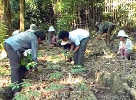 Người dân nóc Măng Lùng, xã Trà Linh, huyện Nam Trà My, Quảng Nam chăm sóc vườn sâm quý.