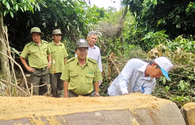 Chi cục trưởng Chi cục kiểm lâm tỉnh Phú Yên và Chủ tịch UBND huyện Sơn Hòa trực tiếp kiểm tra hiện trường vụ phá rừng. Ảnh : Xuân Triệu