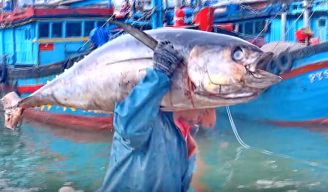 Ngư dân hối hả vác cá ngừ từ dưới tàu lên bờ