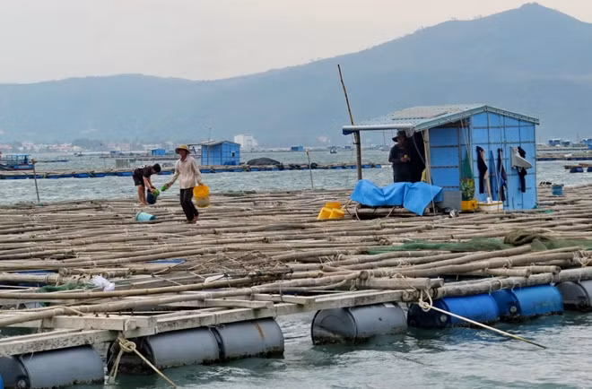 Người dân tranh thủ cho tôm ăn để rời khỏi lồng bè trên vịnh Xuân Đài trước 11h trưa ngày 10-11. Ảnh : Đào Tuấn