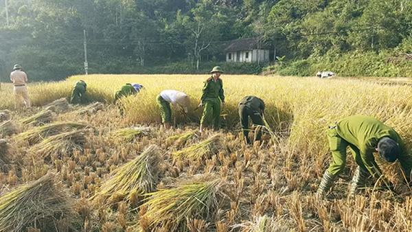 Công an huyện Bạch Thông giúp dân gặt lúa.