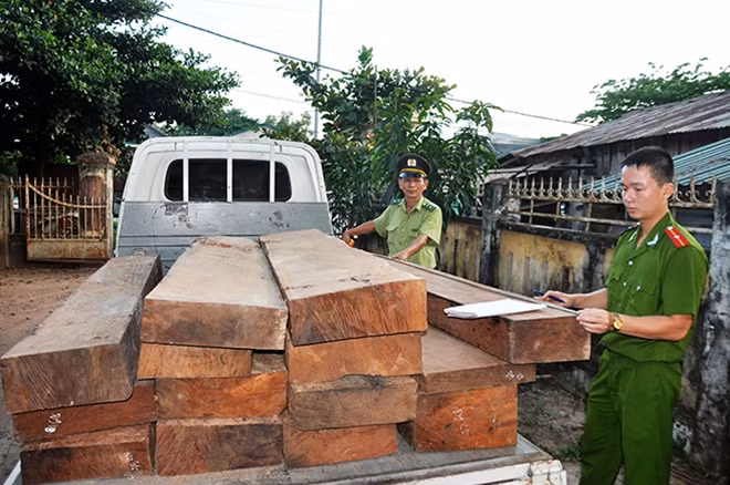 Phát hiện, thu giữ hơn 22m3 gỗ lậu tại Hướng Hóa.